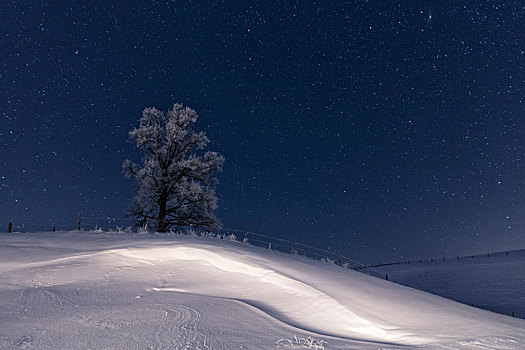 冬季风景,夜晚,德国,巴伐利亚,星空,树
