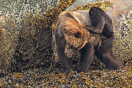 大灰熊,挠,后腿,低,小湾,第一,领土,不列颠哥伦比亚省,加拿大