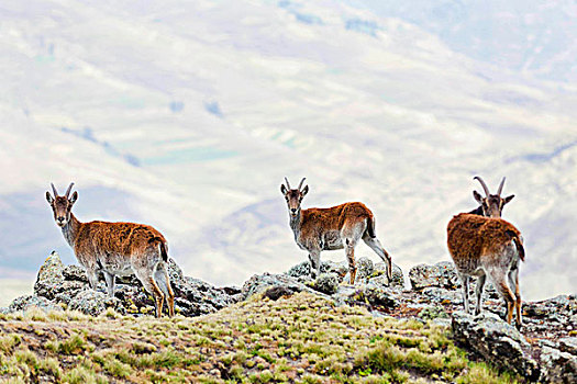 野山羊,山羊,山,国家公园,埃塞俄比亚