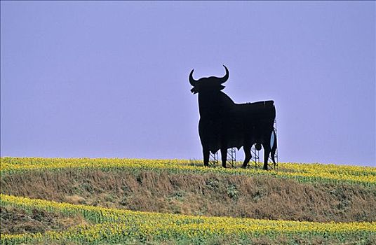 西班牙,安达卢西亚,公牛,地点