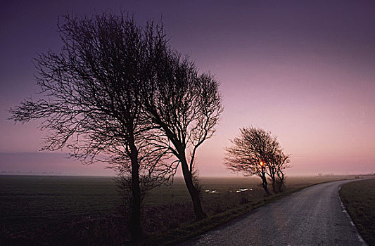 冬天,树,道路,荷兰