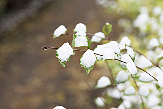 雪