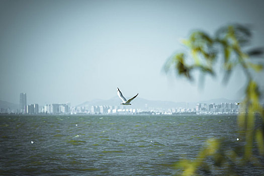 云南昆明滇池一只海鸥独自飞过城市