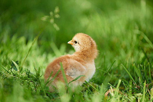 鸡,红原鸡,幼禽,草地,迎面,站立