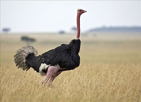 公鸡,马赛鸵鸟,满,饲养,彩色,马赛马拉国家保护区,南方,肯尼亚