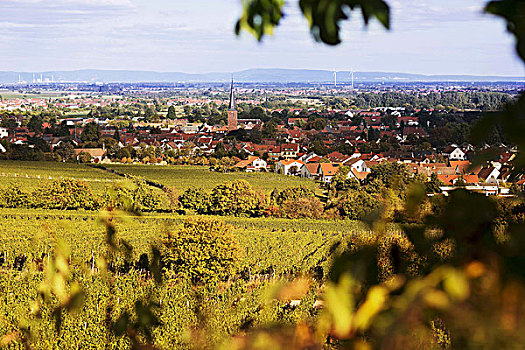葡萄种植,风景,靠近,普拉蒂纳特,区域,德国