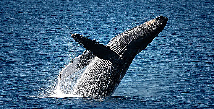 鲸跃,驼背鲸,大翅鲸属,鲸鱼,夏威夷,毛伊岛,美国