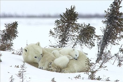 北极熊,三个,老,幼兽,母兽,睡觉,白云杉,脆弱,瓦普斯克国家公园,曼尼托巴,加拿大