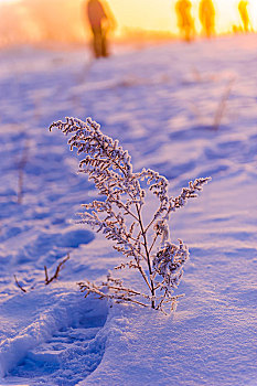 雪地上的小树苗