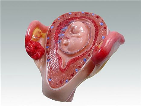 身体部位,模型,胚胎
