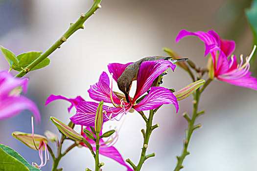 花蜜鸟