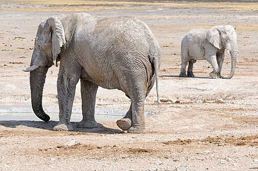 非洲象,泥,浴室,水坑,埃托沙国家公园,区域,纳米比亚,非洲