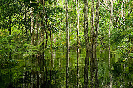 洪水,树林,亚马逊河,海豚,里奥内格罗,亚马逊,巴西
