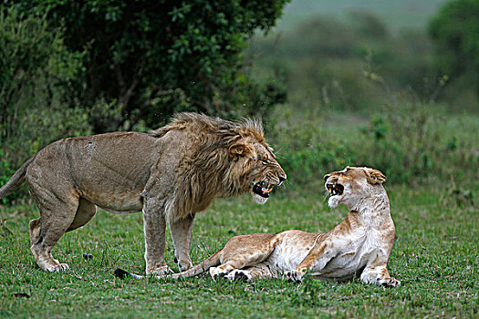 非洲狮,狮子,马赛马拉,公园,肯尼亚