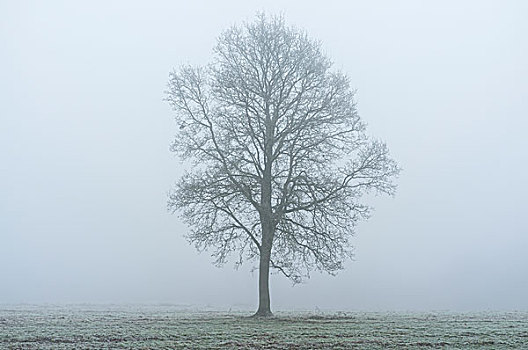 霜,风景,伍斯特郡,英格兰,英国