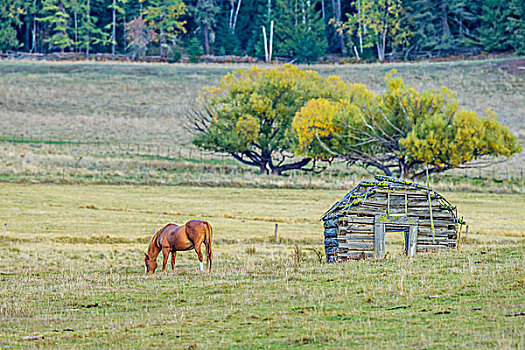 孤单,马,放牧,地点,靠近,爱达荷