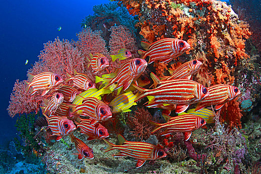 珊瑚礁,鲷鱼,四带笛鲷,四王群岛,伊里安查亚省,印度尼西亚,亚洲