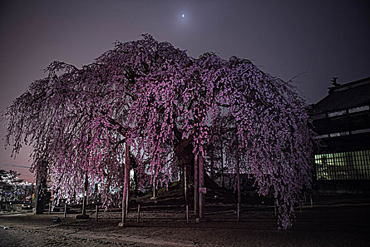 樱花,夜晚