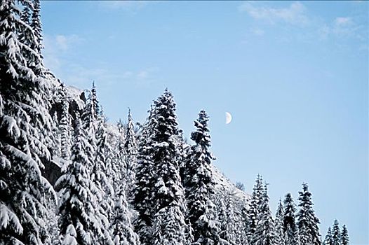 冬日树林,月亮