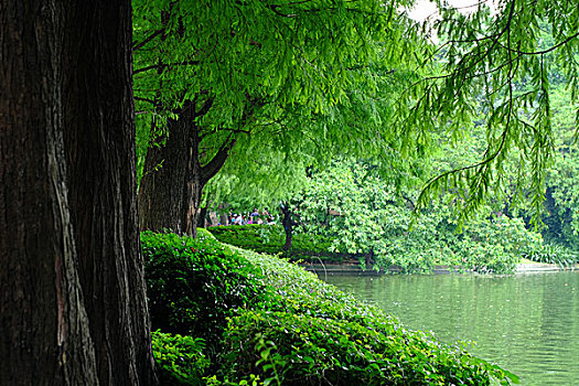 公园湖边的树