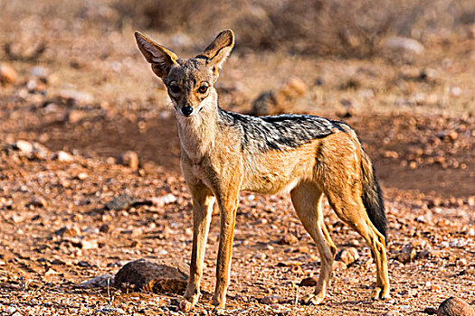 黑背狐狼,专注,萨布鲁国家公园,肯尼亚,非洲