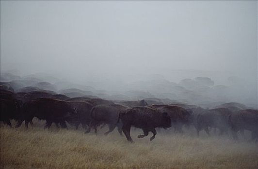 美洲野牛,野牛,牧群,南达科他