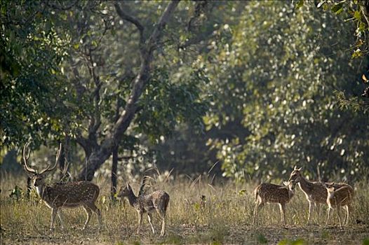 轴,鹿,花鹿,雄性,班德哈维夫国家公园,印度