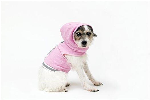 杰克罗素狗,穿,粉色,帽衫