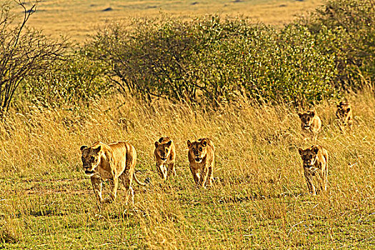 移动,狮子,马塞马拉野生动物保护区,肯尼亚