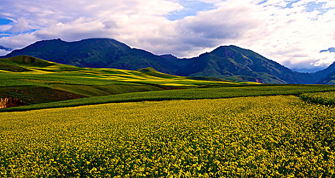 花开祁连山