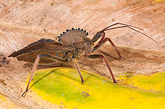 巴塔哥尼亚龙昆虫图片