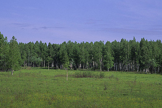 俄罗斯,西伯利亚,靠近,针叶林带,树林,桦树