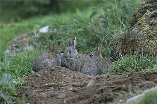欧洲兔,兔豚鼠属,年轻,户外