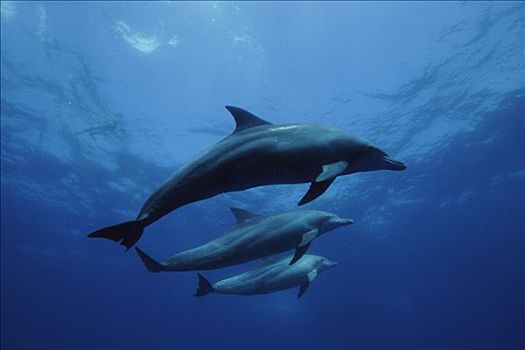印度洋,宽吻海豚,三个,岛屿,日本