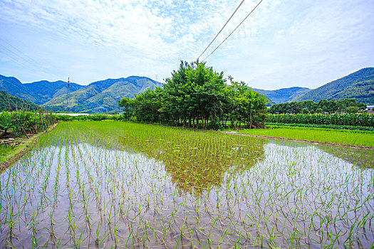 山村,田园,稻田,禾苗