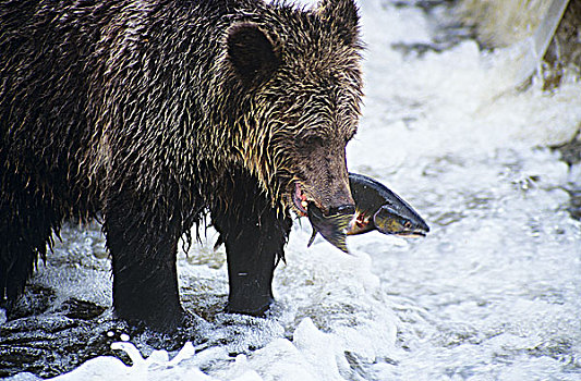 沿岸,大灰熊,棕熊,粉色,三文鱼,大熊雨林,不列颠哥伦比亚省,加拿大