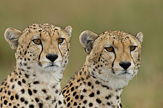 印度豹,两个,不成熟,头像,马赛马拉,肯尼亚,非洲