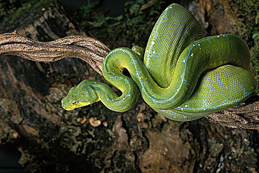 绿树蟒,莫雷利亚