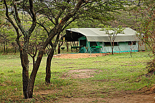 水牛,旅游,露营,北方,塞伦盖蒂,坦桑尼亚