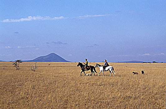 坦桑尼亚,公园,塞伦盖蒂,伴侣,骑马,散步,狗