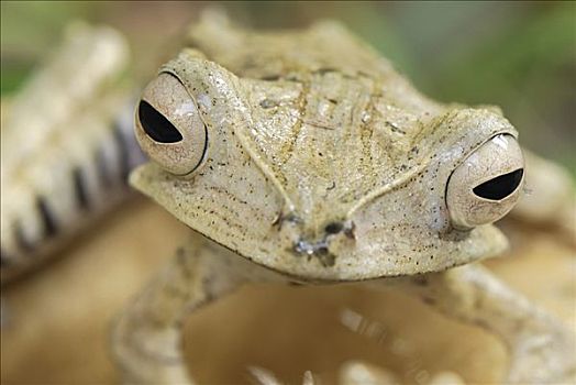 青蛙,丹浓谷保护区,马来西亚