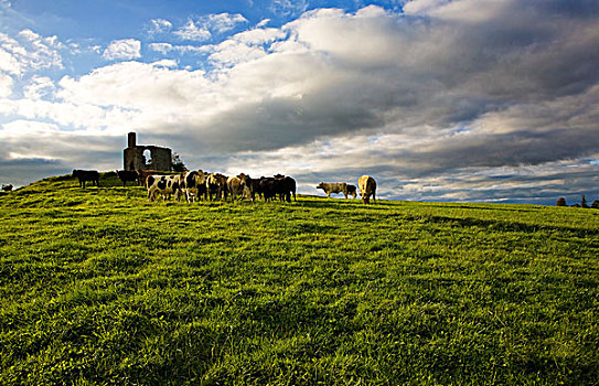 牛,基尔肯尼郡,爱尔兰