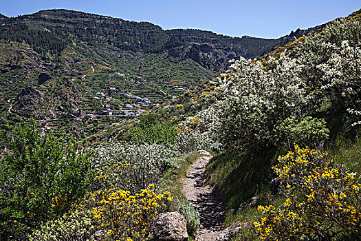 风景,徒步旅行,仰视,盛开,植被,后面,大卡纳利岛,加纳利群岛,西班牙,欧洲