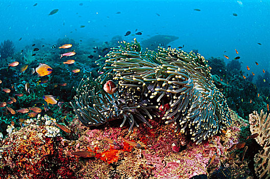 华美,海葵,公主海葵,珊瑚鱼,印度尼西亚