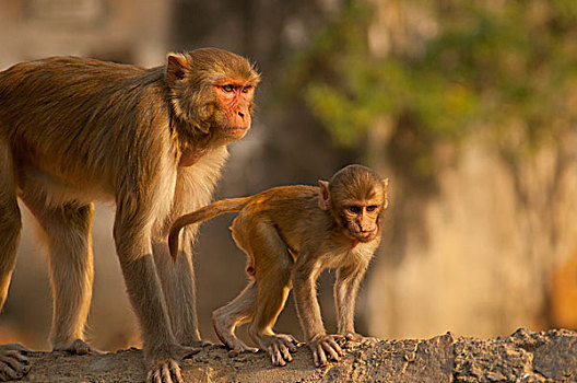 猴子,猴庙,斋浦尔,拉贾斯坦邦,印度