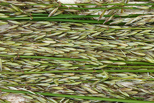 绿色,燕麦,背景,全画幅