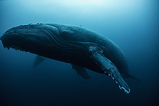 驼背鲸,大翅鲸属,鲸鱼,休息,深,墨西哥