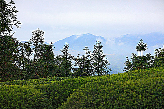 茶园,采茶,高山