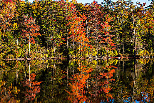 混交林,秋色,树,反射,湖,东方镇,西部,魁北克,加拿大,北美