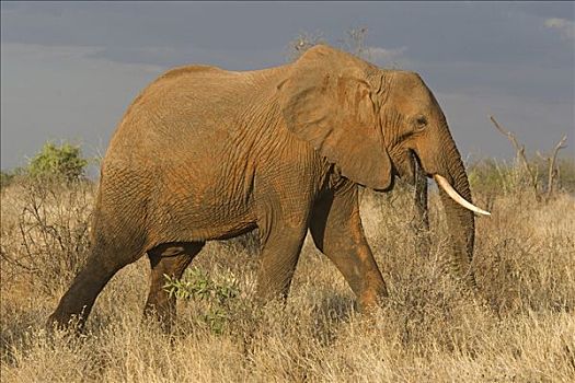 非洲象,走,萨布鲁国家公园,肯尼亚